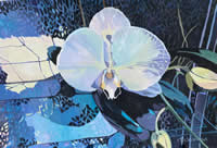 White Orchid by Kristin Stashenko